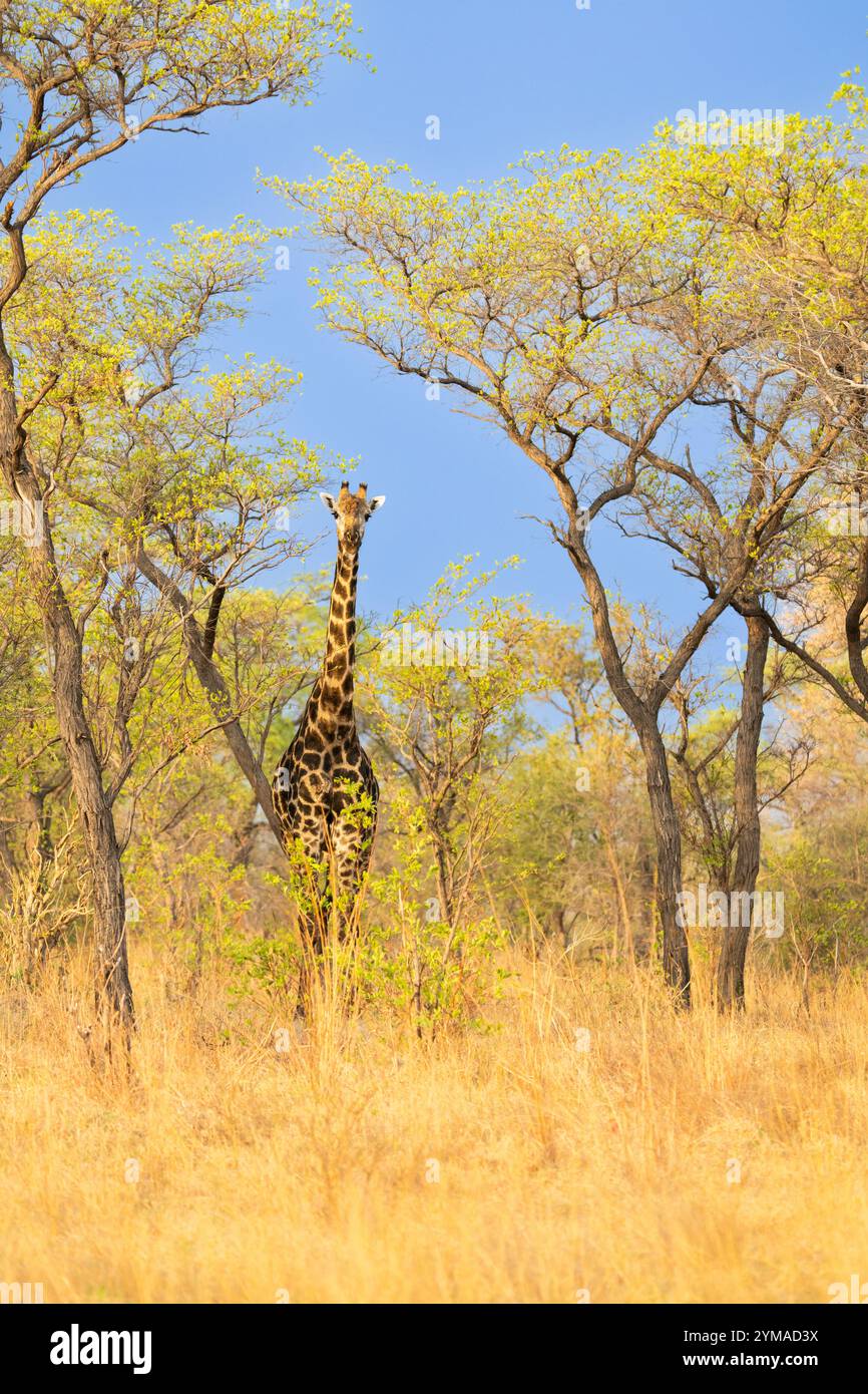 Giraffe, Giraffa camelopardalis, im afrikanischen Busch, Vorderansicht. Moremi Game Reserve, Okavango Delta, Botswana, Afrika Stockfoto