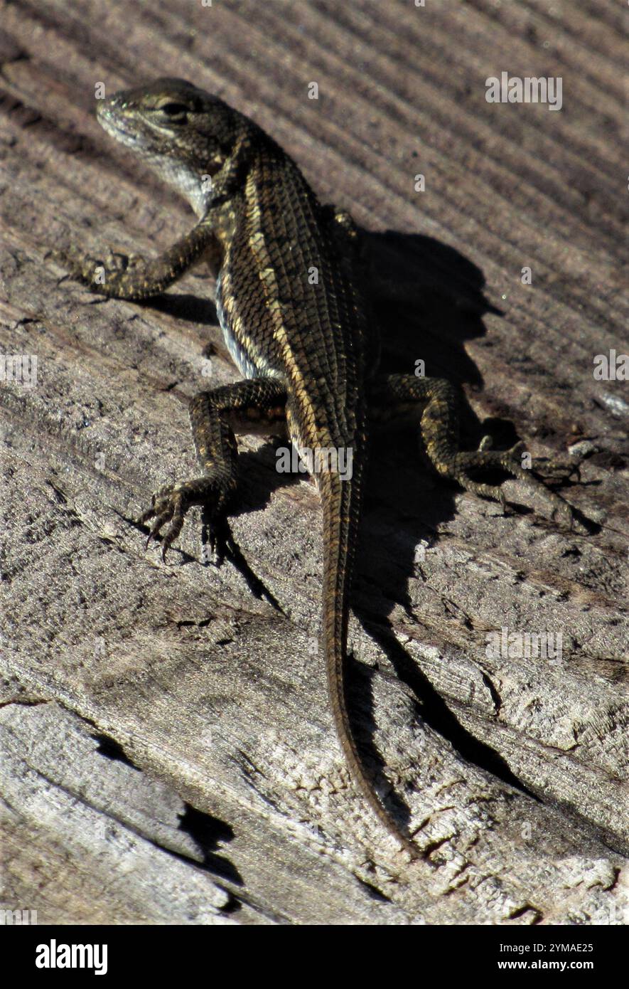 Prairie Lizard (Sceloporus consobrinus) Stockfoto