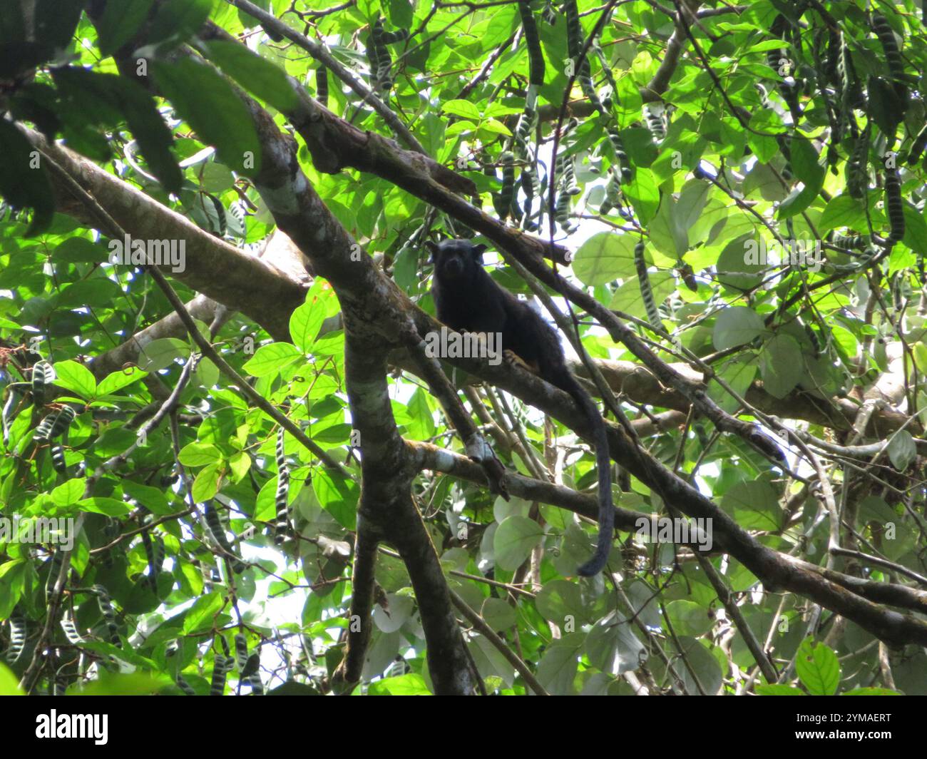 Tamarin mit goldenen Händen (Saguinus midas) Stockfoto