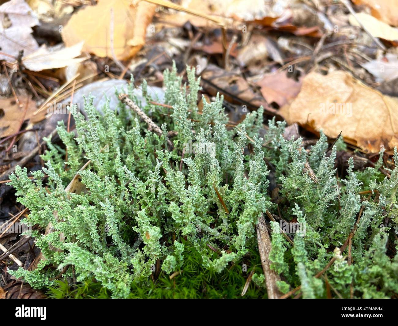 Drachenhorn (Cladonia squamosa) Stockfoto