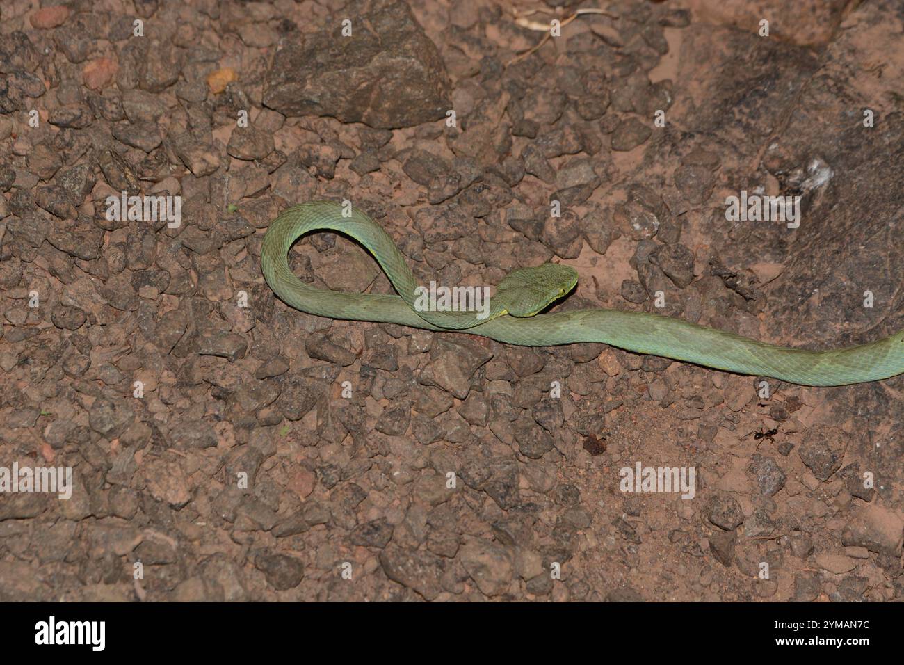 Bambusviper (Craspedocephalus gramineus) Stockfoto