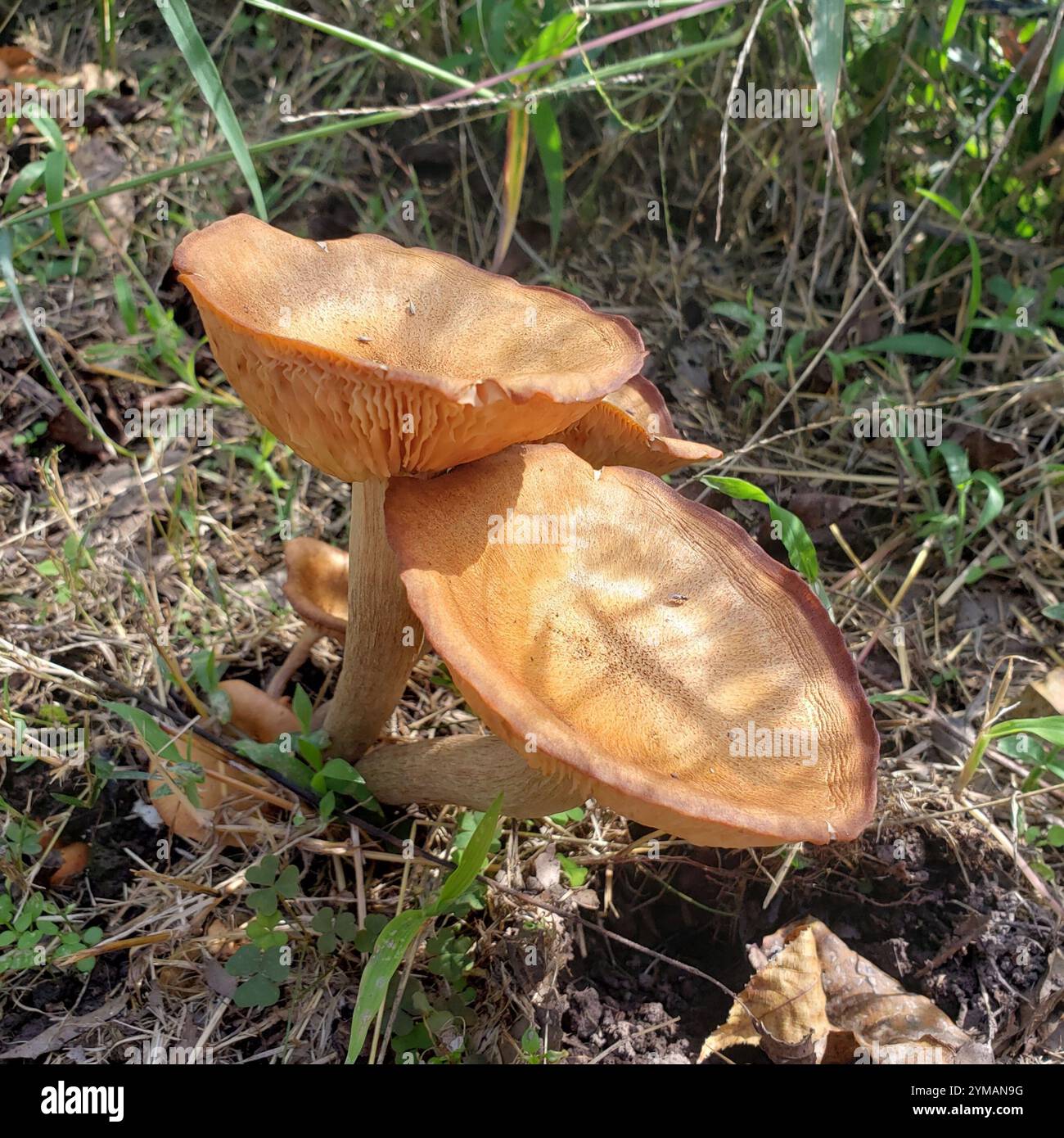 Ringloser Honigpilz (Desarmillaria caespitosa) Stockfoto