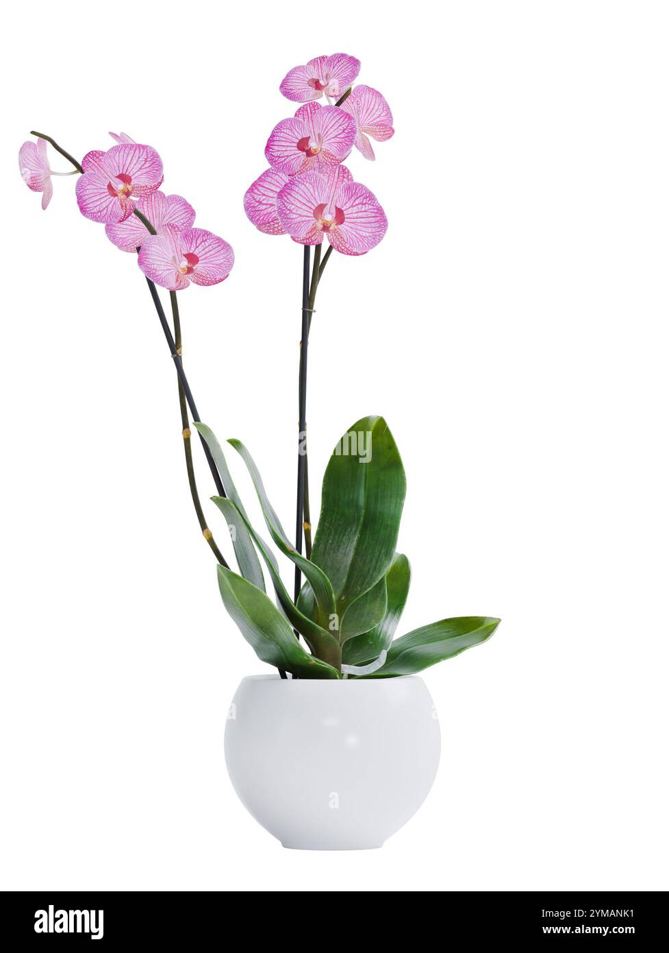 3D-Rendering der isolierten rosa Orchidee im Topf für Innendekoration auf weißem Hintergrund Stockfoto