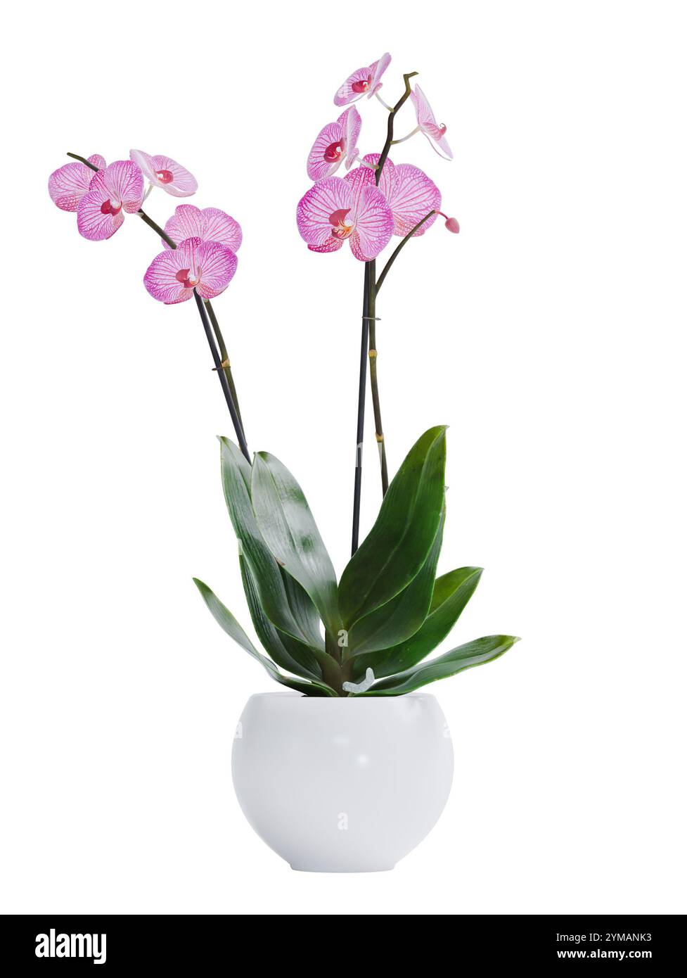 3D-Rendering der isolierten rosa Orchidee im Topf für Innendekoration auf weißem Hintergrund Stockfoto