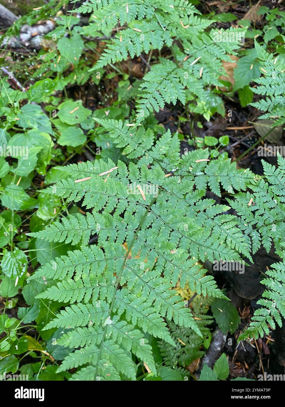 Holzfarn ausstreuen (Dryopteris expansa) Stockfoto