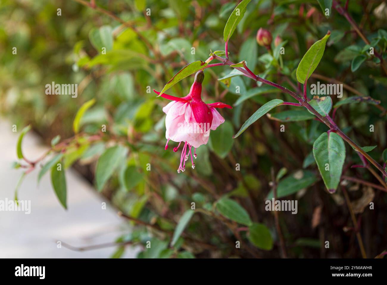 Fuchsia hybrida ist eine Hybridpflanze in der Klasse Magnoliopsida, Ordnung Myrtales - die Schönheit in Ba den Berg - Dach der südöstlichen Region Stockfoto