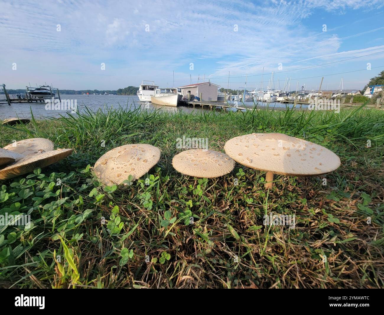 Grünspuriger Sonnenschirm (Chlorophyllum molybdite) Stockfoto