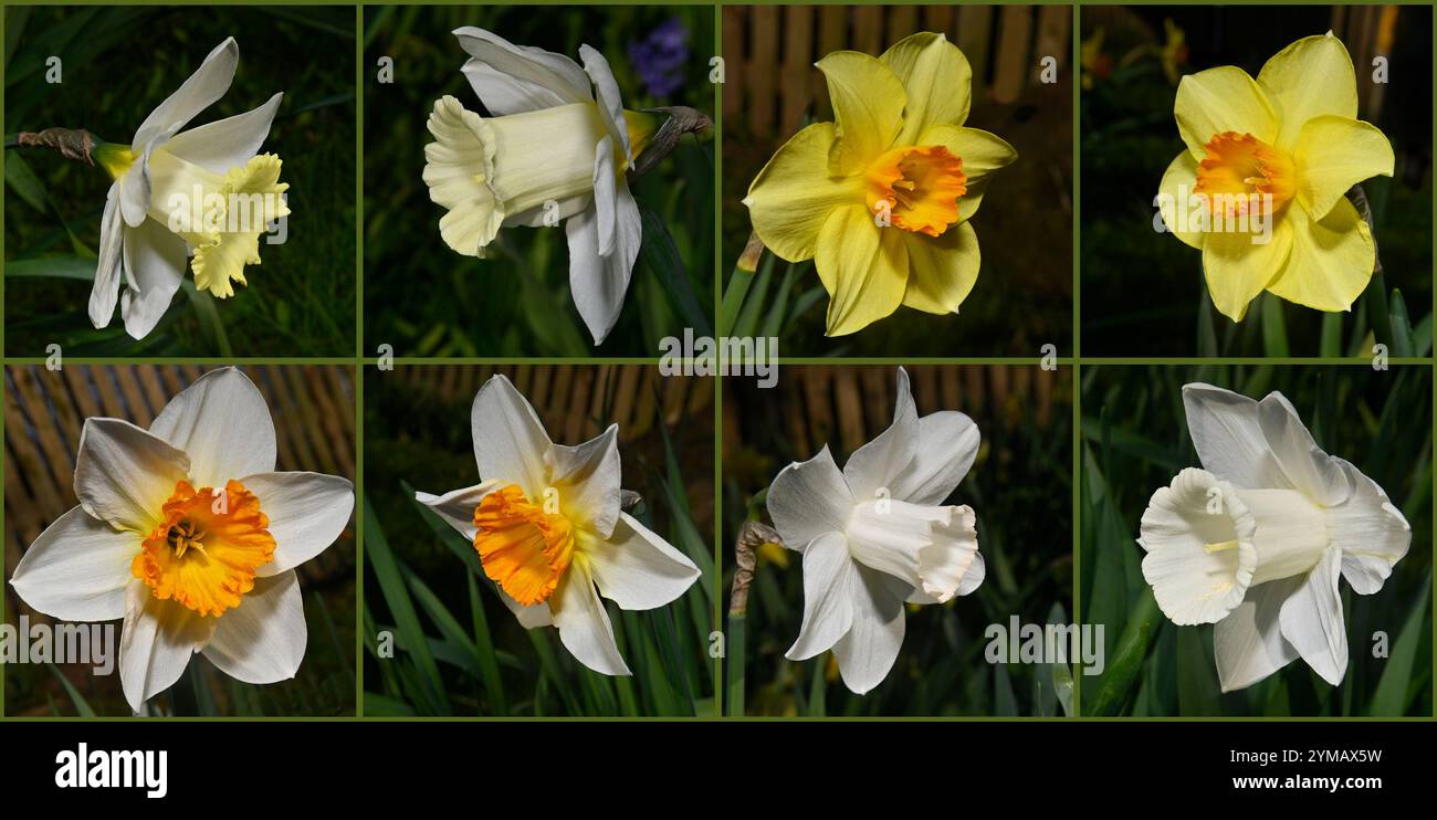Eine Collage von acht Blüten, von vier Narzissen-Sorten, Narcissus pseudonarcissus. Gut fokussiert und sauber mit guten Details. Natürliche Hintergründe. Stockfoto