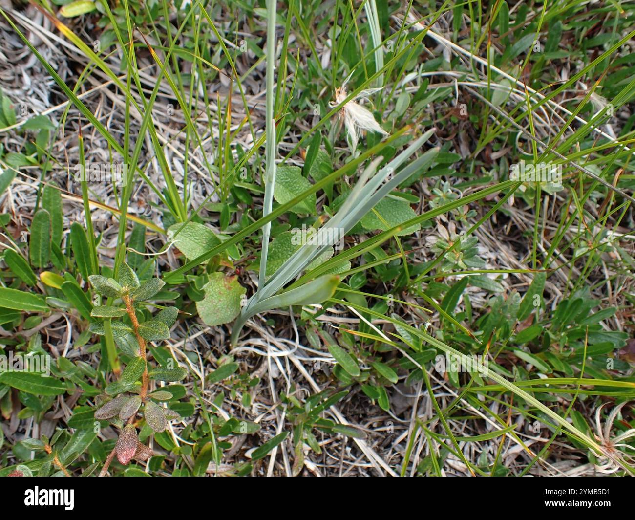 Mountain Deathcamas (Anticlea elegans) Stockfoto