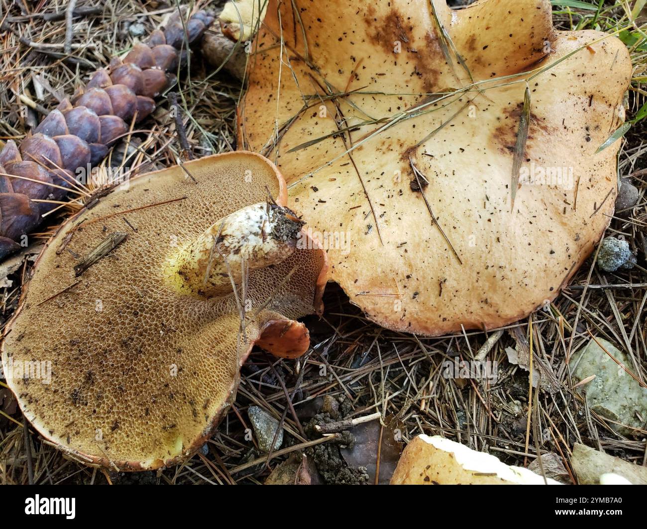 Rutschige Jacks (Suillus) Stockfoto