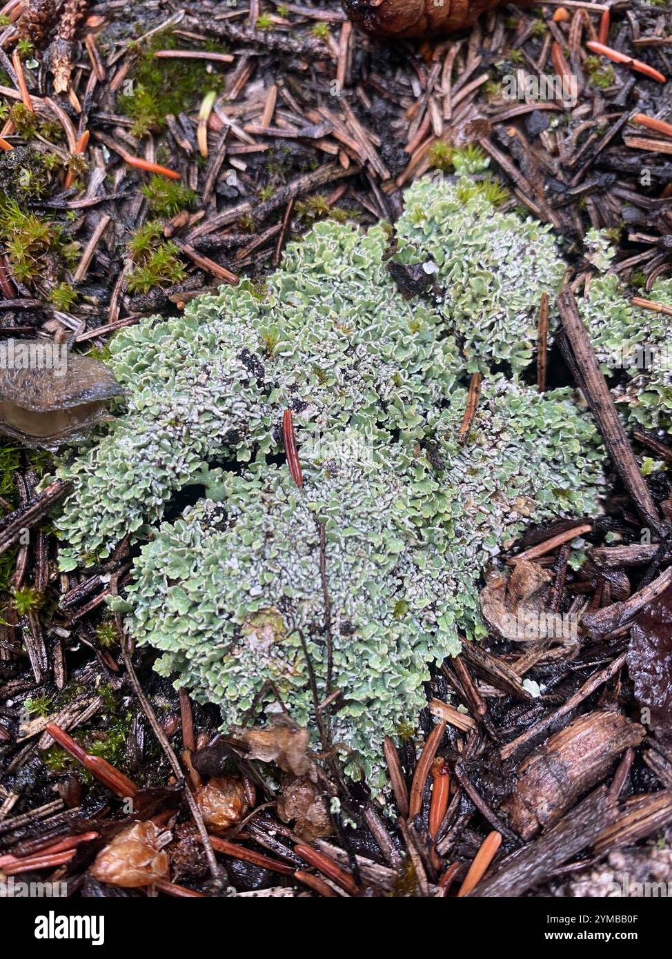 Drachenhorn (Cladonia squamosa) Stockfoto