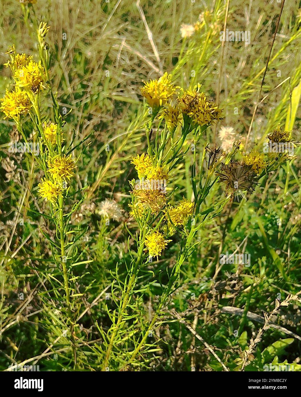 Goldilocks Aster (Galatella linosyris) Stockfoto