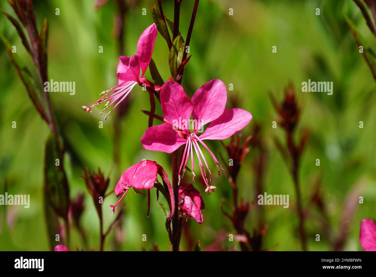 Closeup Stabblume (Gaura lindheimeri gaudi rot), Familie der Weidenhirte (Onagraceae). Juli in einem niederländischen Garten. Verschwommene Pflanzen im Hintergrund. Stockfoto