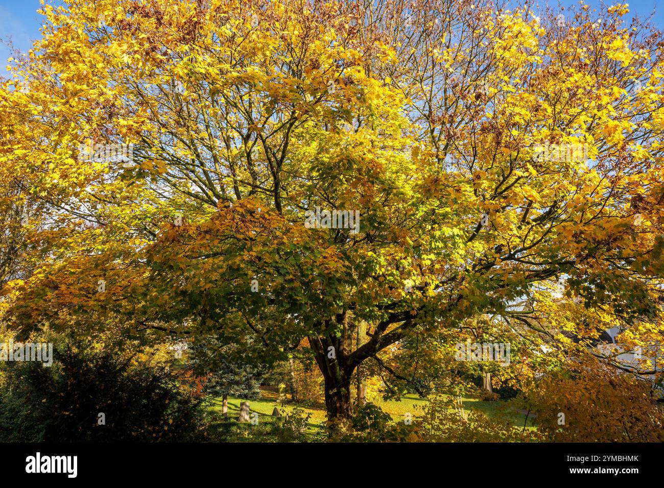 Ein Ahornbaum im Herbst, Wetter an der Ruhr, Nordrhein-Westfalen, Deutschland. Ein Ahornbaum im Herbst, Wetter an der Ruhr, Nordrhein-Westfalen, D Stockfoto
