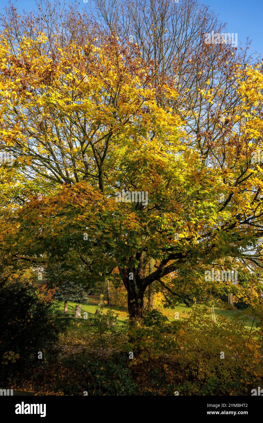 Ein Ahornbaum im Herbst, Wetter an der Ruhr, Nordrhein-Westfalen, Deutschland. Ein Ahornbaum im Herbst, Wetter an der Ruhr, Nordrhein-Westfalen, D Stockfoto