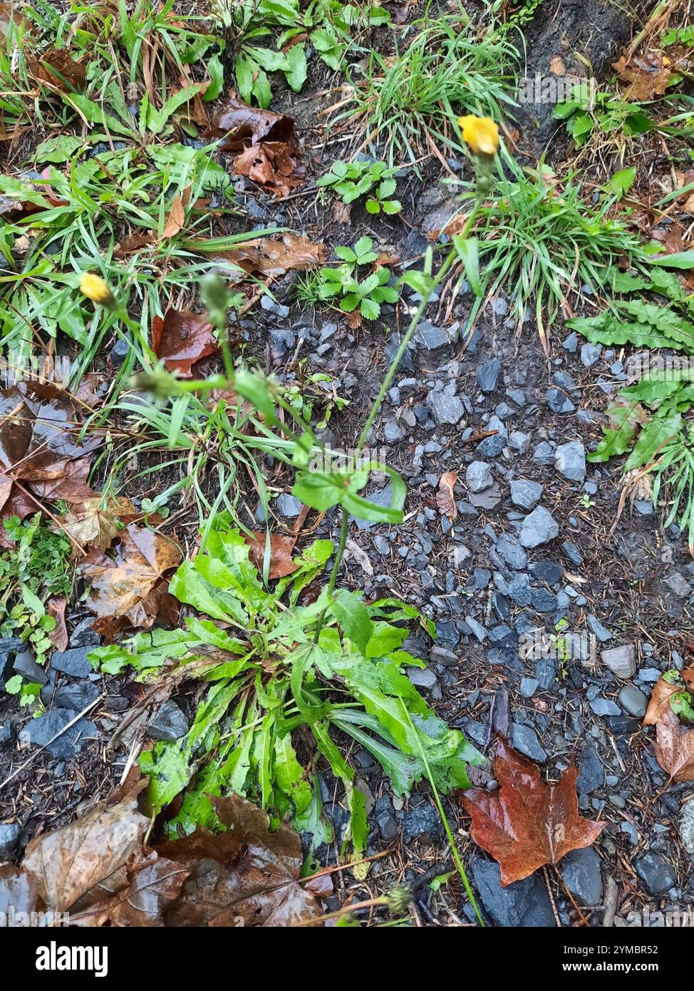 Hawkweed Oxtongue (Picris hieracioides) Stockfoto