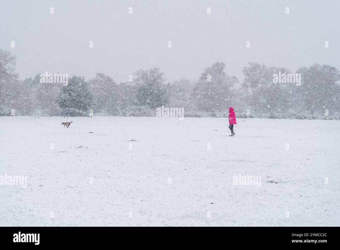 Godshill, New Forest, Hampshire, England, Vereinigtes Königreich, 21. November 2024, Wetter: starker Schnee am Morgen während des frühen Winters. Hundewalker unter Schneesturmbedingungen. Paul Biggins/Alamy Live News Stockfoto