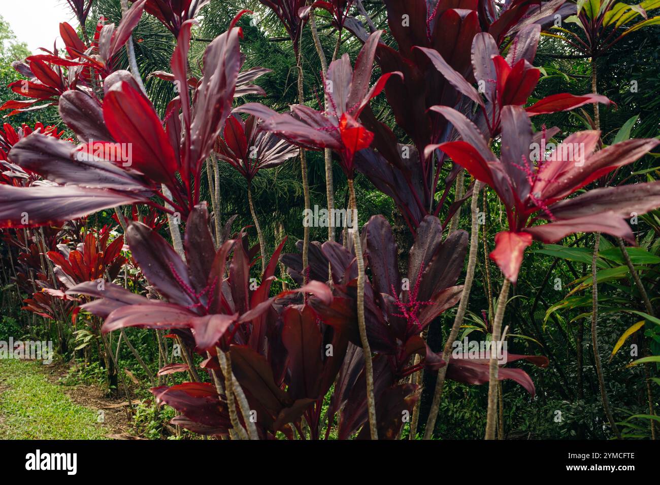 Hawaiian ti plant oder Cordyline fruticosa ist eine immergrüne blühende Pflanze. In Indonesien wird diese Pflanze andong oder hanjuang genannt. Hochwertige Fotos Stockfoto