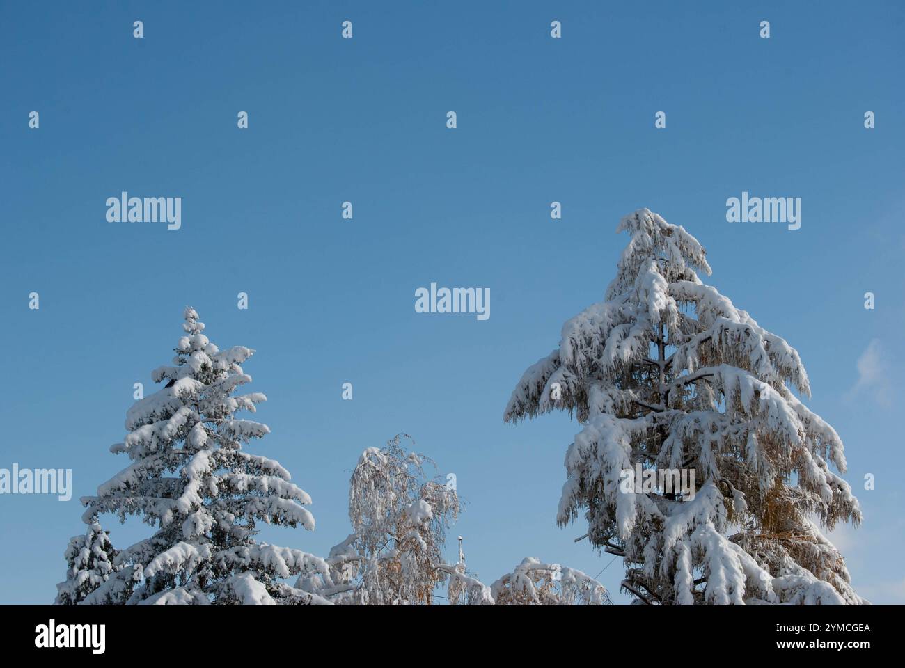 Ein malerischer Blick auf einen Milchbaum unter einem klaren blauen Himmel, der die Ruhe des Winters symbolisiert. Stockfoto