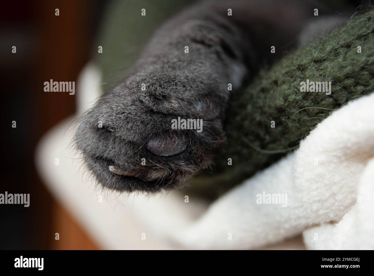 Nahaufnahme einer flauschigen russischen blauen grauen Pfote, die die Liebe und Pflege für Ihr Haustier unterstreicht. Stockfoto