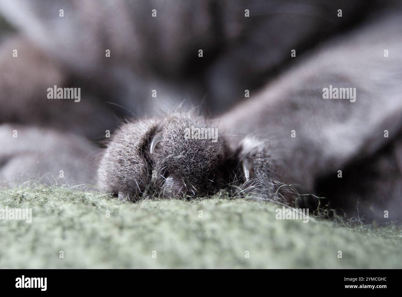 Nahaufnahme einer flauschigen russischen blauen grauen Pfote, die die Liebe und Pflege für Ihr Haustier unterstreicht. Stockfoto