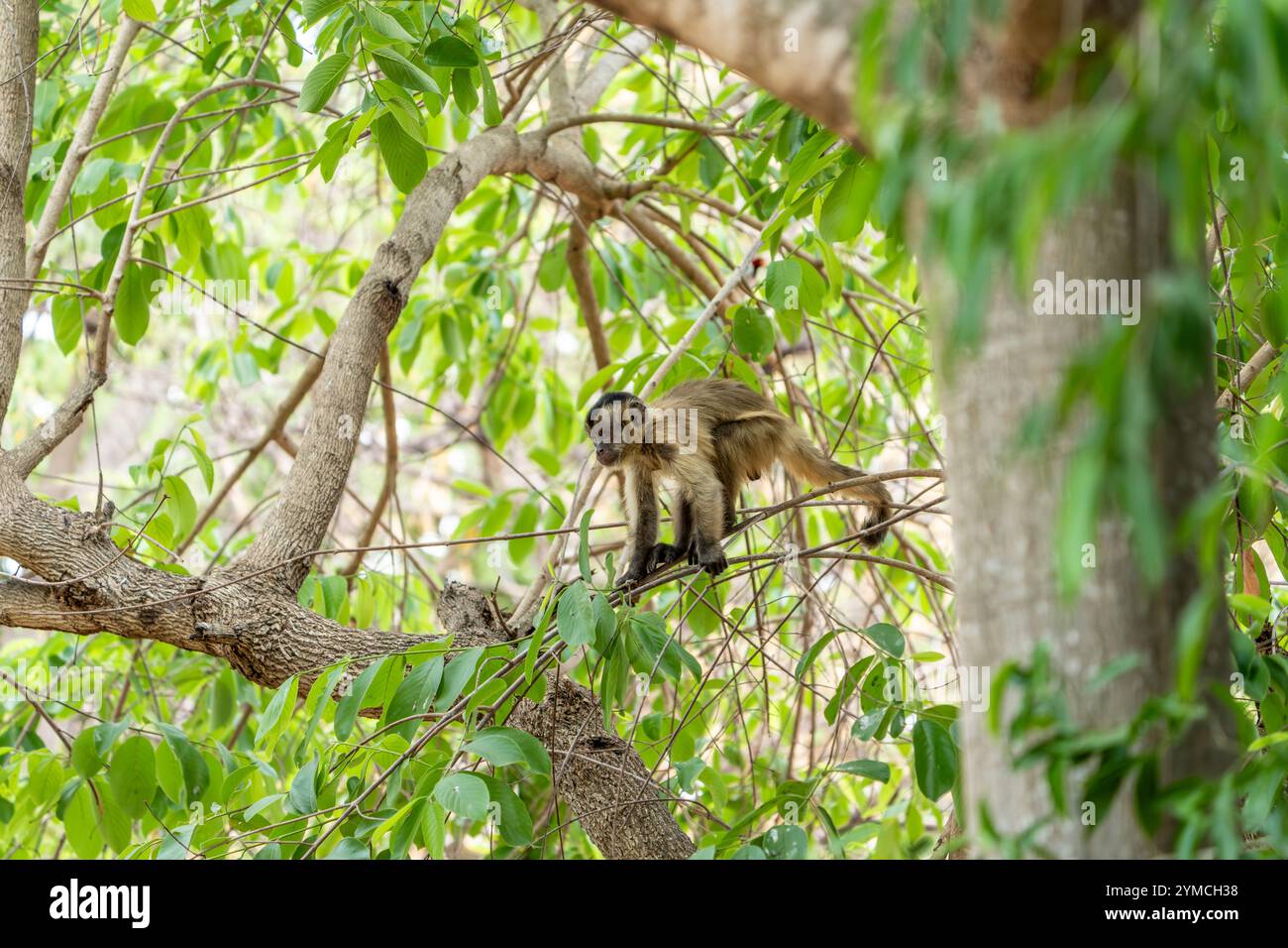 Junger Kapuzineraffe im Baum im Pantanal Brasilien. Stockfoto