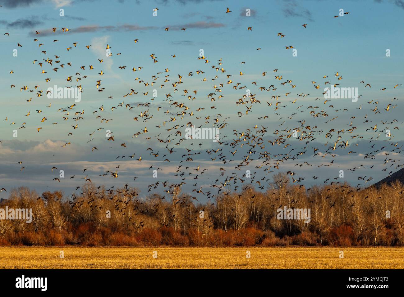 Herde von wandernden Stockenten, die bei Sonnenuntergang über Felder und Bäume fliegen Stockfoto