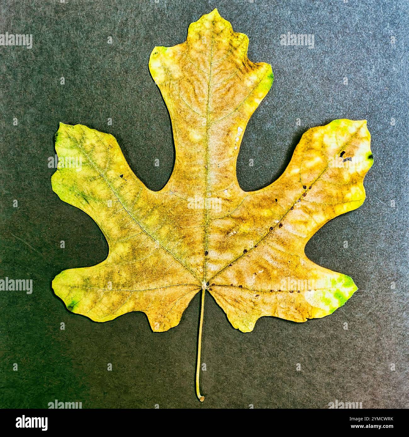 Abb. Blatt auf strukturiertem Hintergrund Stockfoto