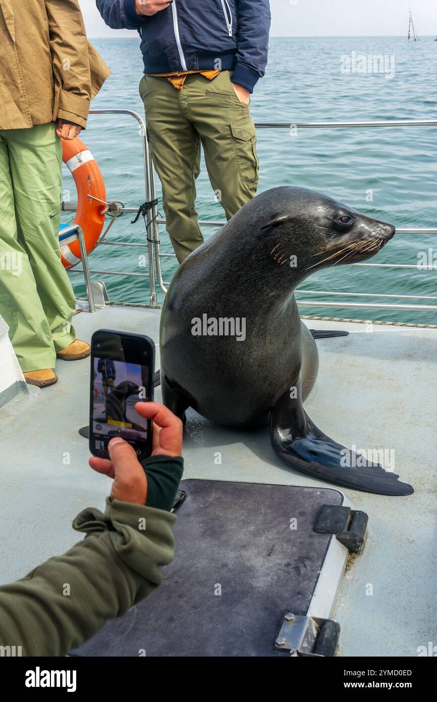 Pelzrobben an Deck eines touristischen Kreuzfahrtschiffes in Walvis Bay, Namibia, Afrika Stockfoto