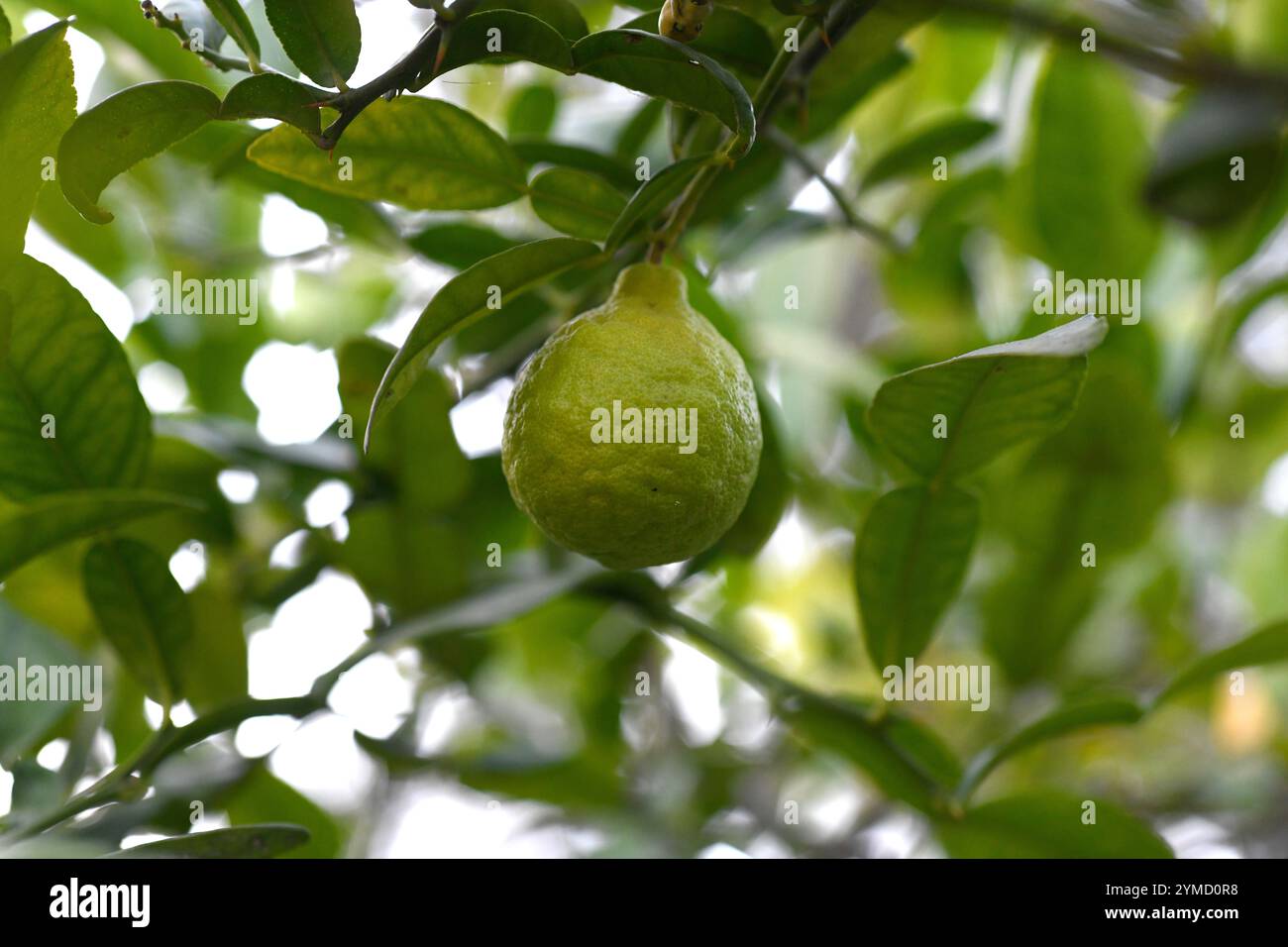 Kaffir Lime oder Thai Lime (Citrus hystrix) ist ein in Südasien heimischer Stachelstrauch. Seine Früchte und Blätter werden als Aromastoffe oder in der Parfümerie verwendet. Stockfoto