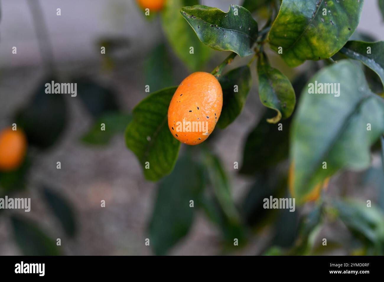 Kumquat (Citrus japonica oder Fortunella japonica) ist ein in Südchina heimischer Stachelstrauch. Seine Früchte sind essbar. Stockfoto