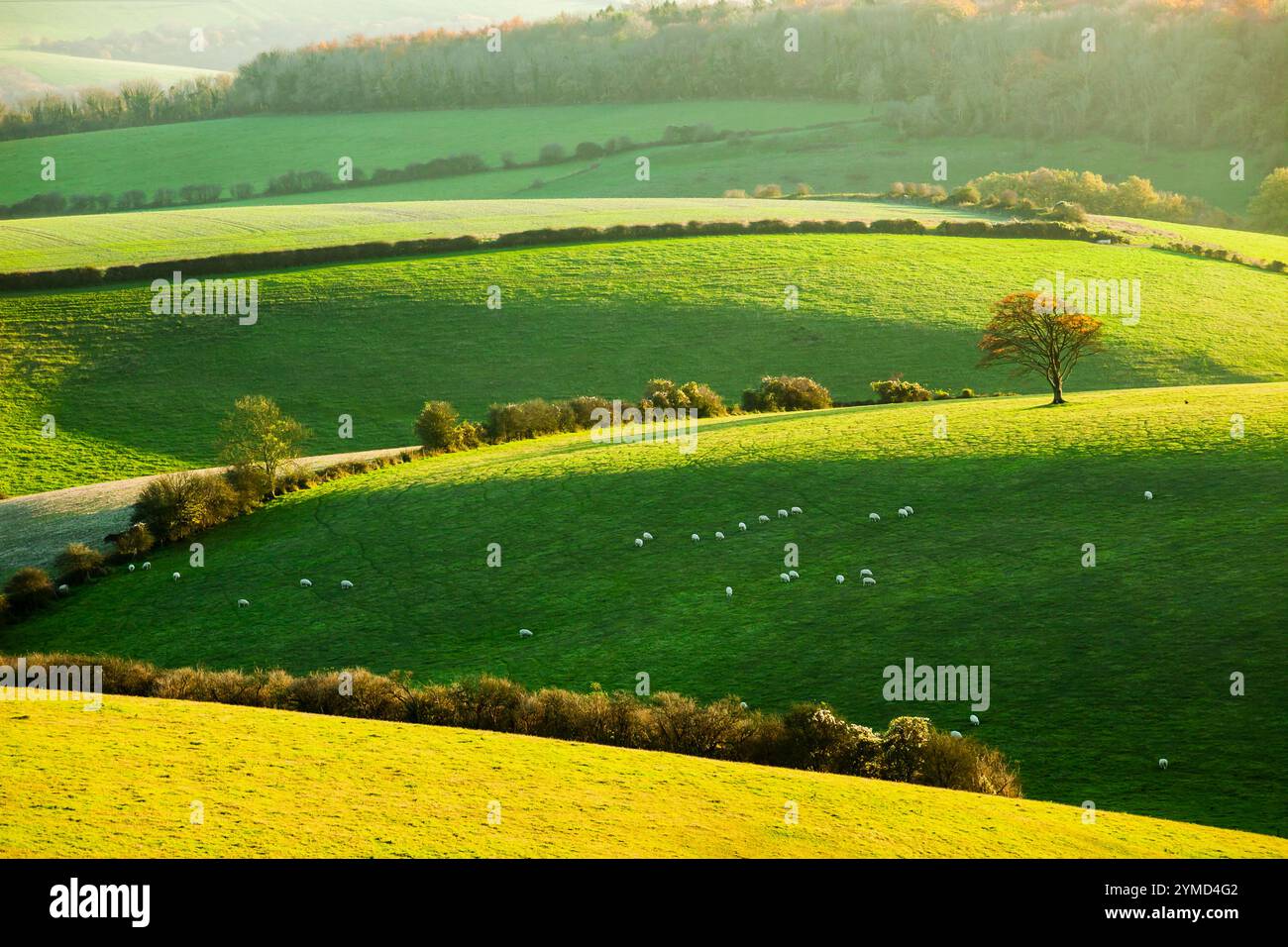 Herbstnachmittag auf der South Downs nahe Falmer, East Sussex, England. Stockfoto