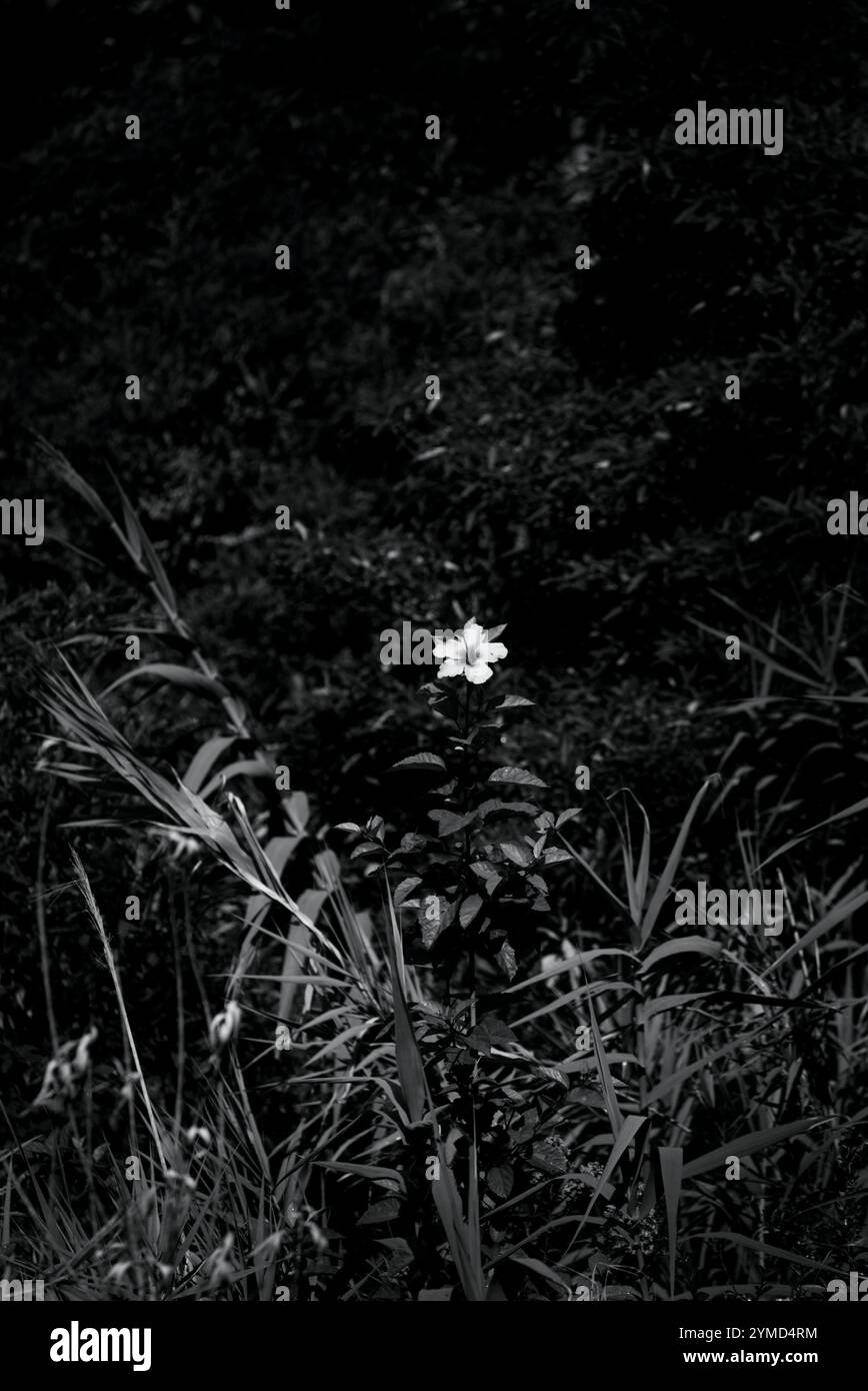 Schwarz-weiß-Naturfotografie, eine weiße Blume in mitteldunklen Pflanzen, Gras, Büsche Stockfoto