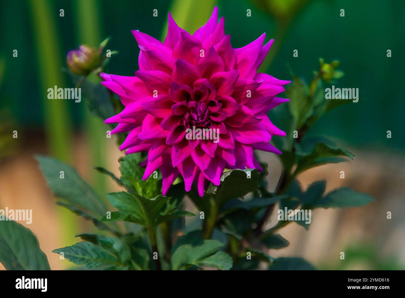 Dahlien sind lebendige, mehrblättrige Blüten, die für ihre auffälligen Farben und einzigartigen Formen bekannt sind. In Mexiko beheimatet. Stockfoto