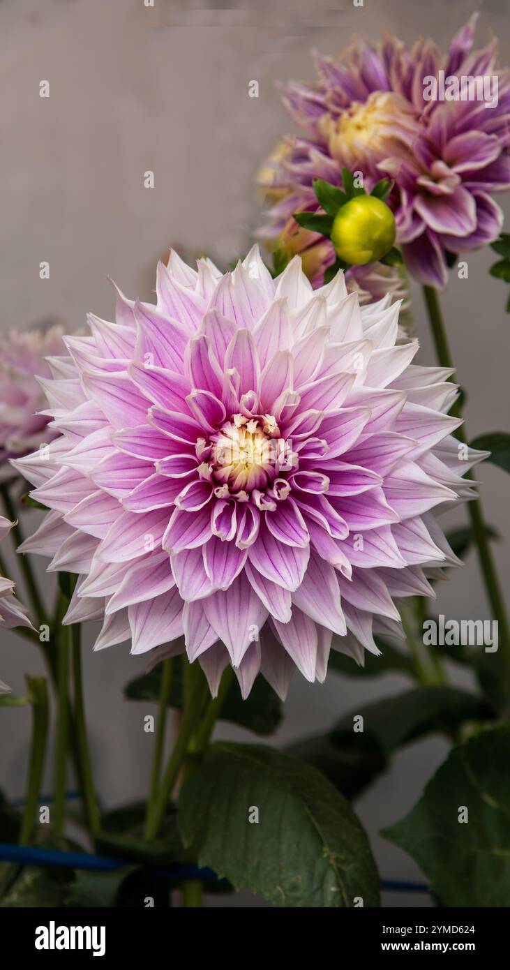 Dahlien sind lebendige, mehrblättrige Blüten, die für ihre auffälligen Farben und einzigartigen Formen bekannt sind. In Mexiko beheimatet. Stockfoto