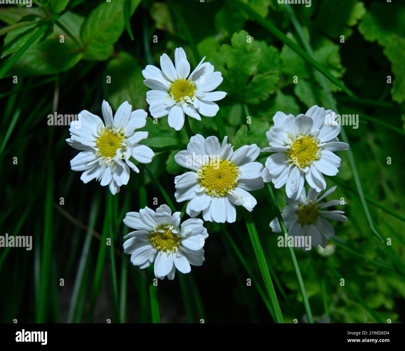 Eine Gruppe voll geöffneter Feverfew-Blüten, aufgenommen vor einem natürlichen grünen Hintergrund. Tanacetum parthenium. Ein fröhliches Bild dieser zarten weißen Blumen. Stockfoto