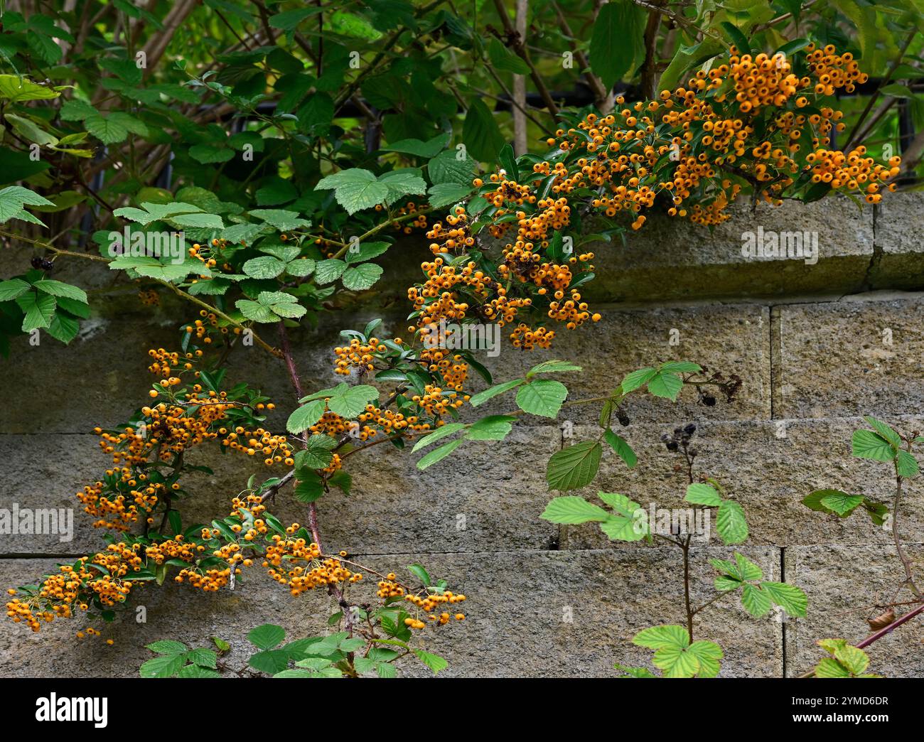 Ein Zweig von Orange Firethorn, der voller Beeren ist, hängt über einer Wand. Pyracantha-Kokosbeeren stehen gut im Kontrast zu den begleitenden Brombeeren. Stockfoto