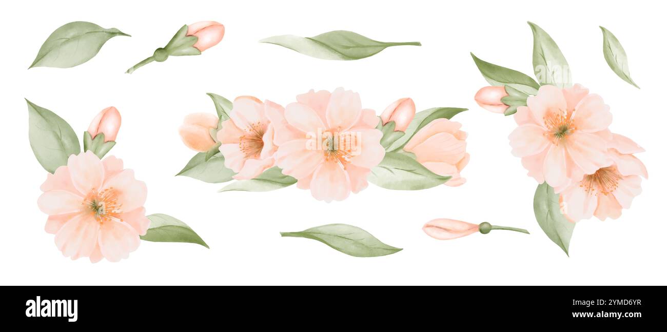 Set aus Pfirsichblüten- oder Kirschblüten mit isolierten Blättern und Knospen. Aquarell handgemalte botanische Illustration isoliert auf weißem Hintergrund Stockfoto