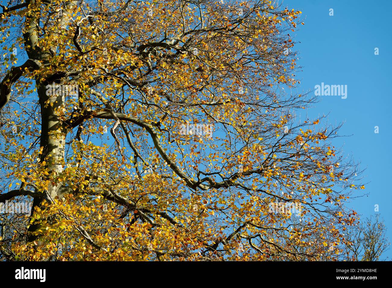 Eine Buche im Herbst, Warwickshire, Großbritannien Stockfoto