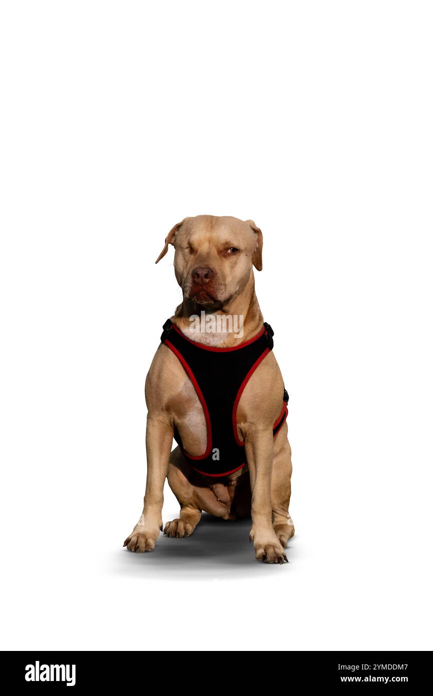 Ein beeindruckendes Porträt eines einäugigen Pitbull, der ruhig sitzt und seine Widerstandsfähigkeit, seinen Charme und seine einzigartige Schönheit zeigt. Ein wahres Symbol für Stärke und Liebe. Stockfoto