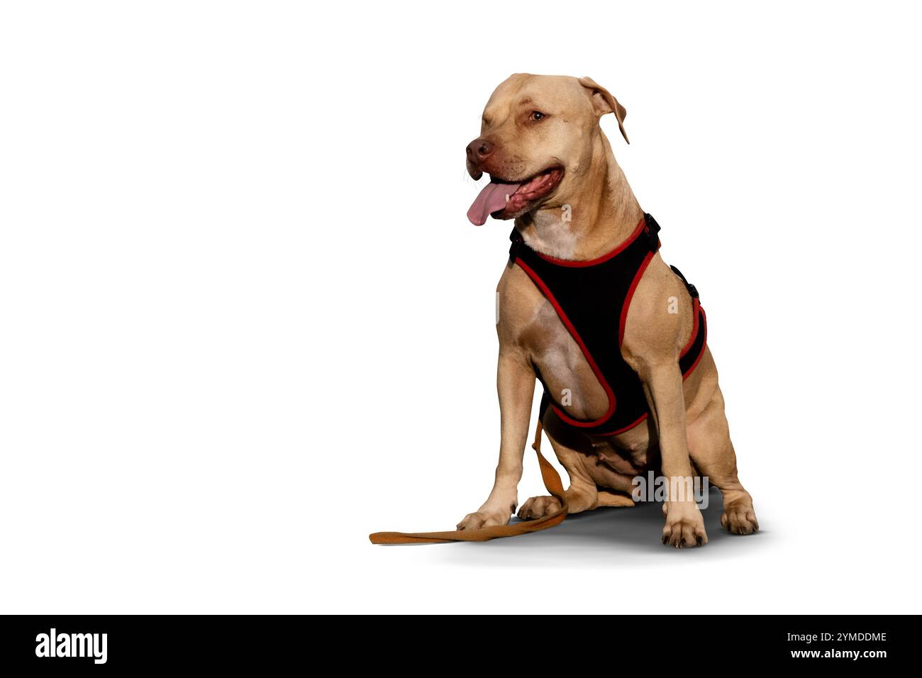 Ein beeindruckendes Porträt eines einäugigen Pitbull, der ruhig sitzt und seine Widerstandsfähigkeit, seinen Charme und seine einzigartige Schönheit zeigt. Ein wahres Symbol für Stärke und Liebe. Stockfoto