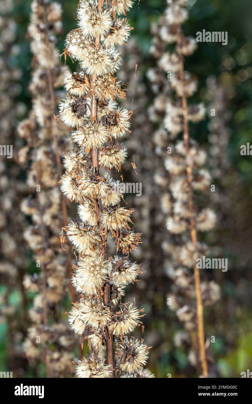 Atemberaubende natürliche Muster aus nächster Nähe von Ligularia stenocephala, schmalköpfiger Leopardenpflanze, Samenköpfen im frühen Winter. Natürliche Muster, Natur, Passform Stockfoto
