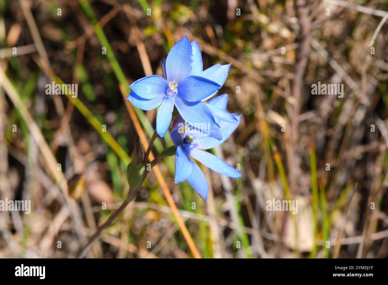 Blue Lady Orchid, Thelymitra crinita, auch bekannt als Queen Orchid oder Lily Orchid, eine einheimische Orchideenart, die im Südwesten Westaustraliens wächst. Stockfoto