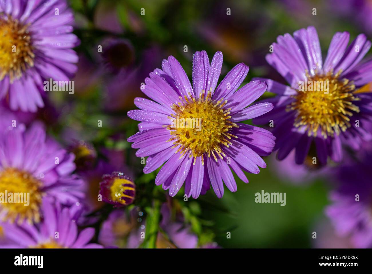 Ein Michaelmas Gänseblümchen (Aster amellus) im Sonnenlicht mit Tautropfen. Stockfoto