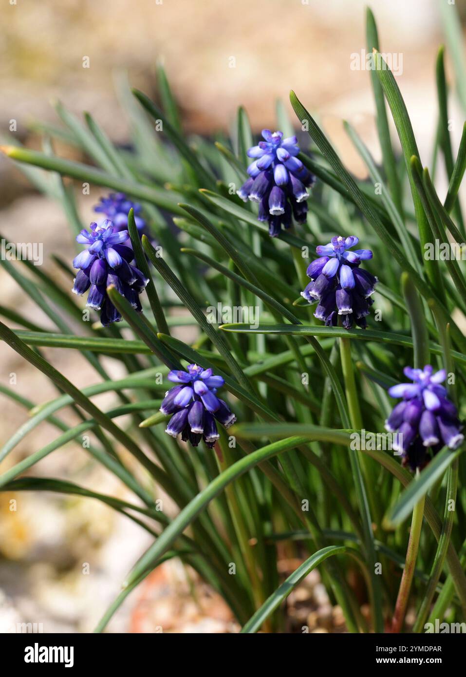 Traubenhyazinthe oder Stärke Traubenhyazinthe, Muscari neglectum, Sparagaceae (früher Hyacinthaceae). Eurasien. Stockfoto
