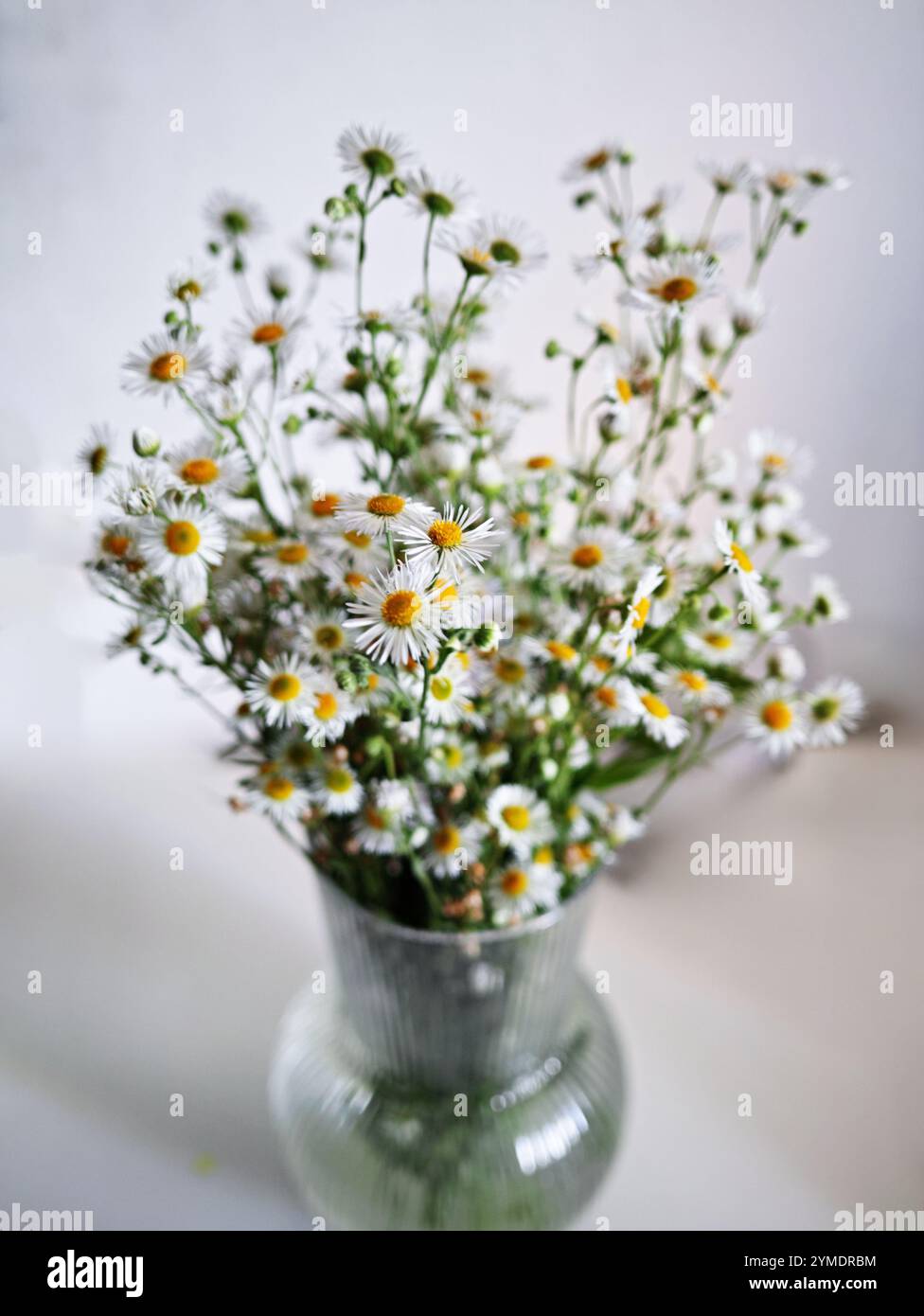 Eine Vase mit weißen und gelben Blumen steht auf einem weißen Tisch. Die Blumen sind so angeordnet, dass sie alle in die gleiche Richtung zeigen, was ein Gefühl von Harmonie und Balance schafft Stockfoto