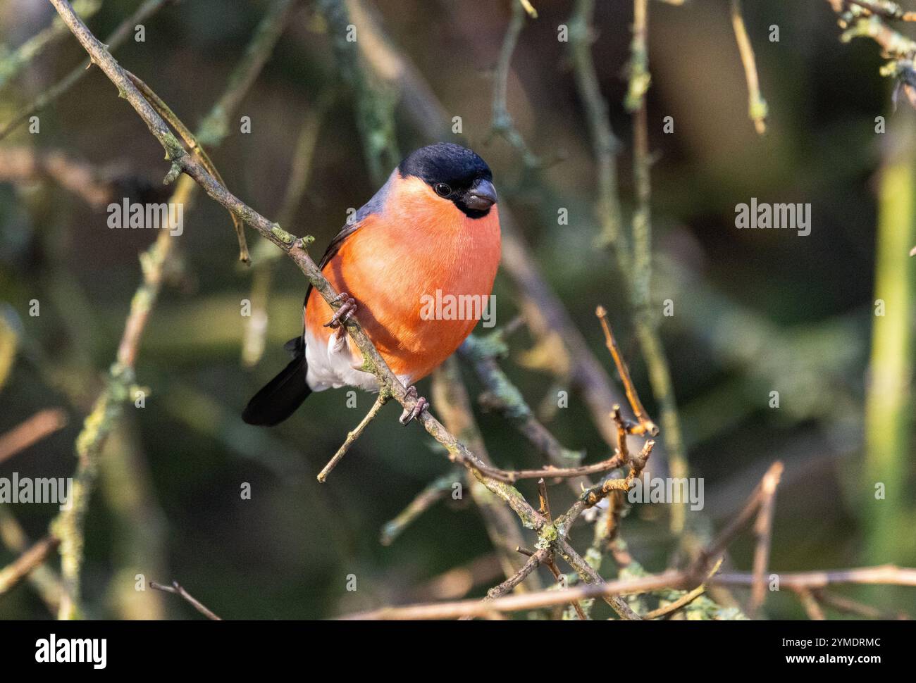 Ein schüchterner Vogel von Parks und Gärten die Anwesenheit von Bullfinch ist nur dann wahrnehmbar, wenn sie im Winter Gartenfüßer besuchen. Stockfoto