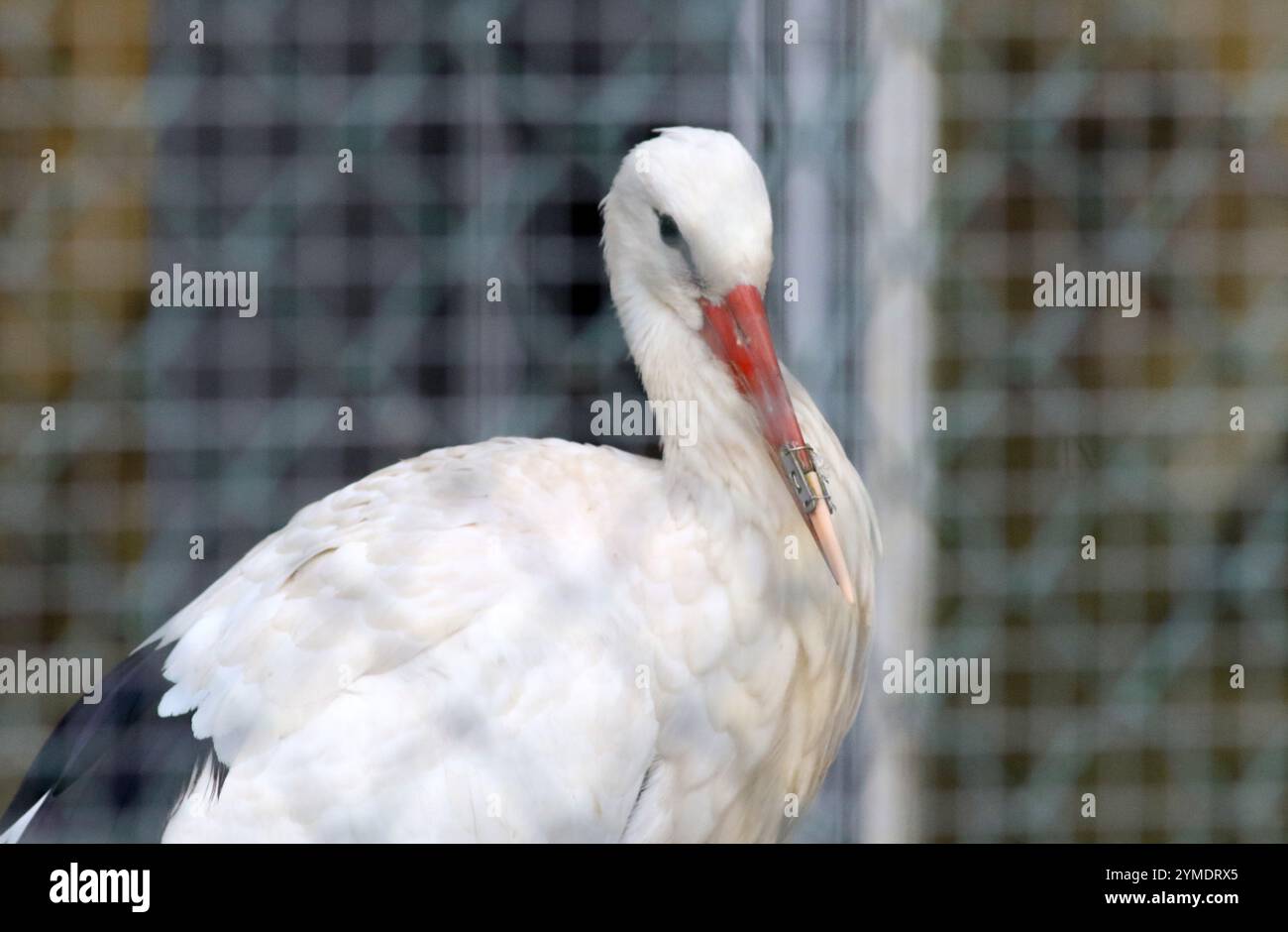 Weißstorch im Zoo Sofia mit 3D-gedruckter Schnabelprothese. Die Prothese ermöglicht es dem Tier, normal zu essen und rettet tatsächlich sein Leben Stockfoto