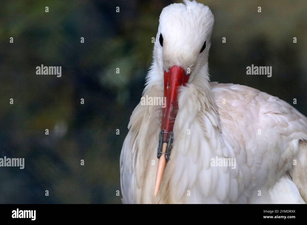 Weißstorch im Zoo Sofia mit 3D-gedruckter Schnabelprothese. Die Prothese ermöglicht es dem Tier, normal zu essen und rettet tatsächlich sein Leben Stockfoto