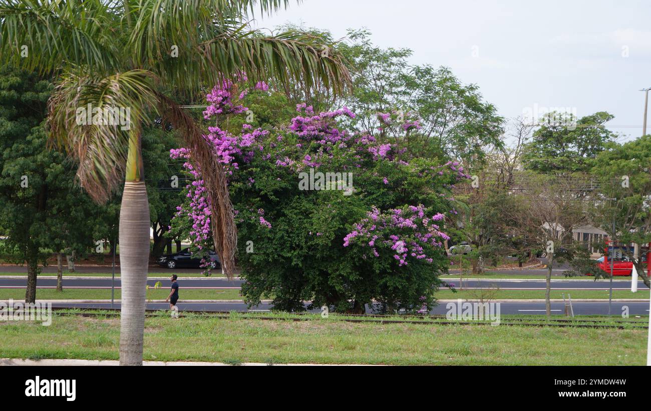 Blumen auf einem Baum in einem Stadtgebiet mit einem Mann im Hintergrund Stockfoto